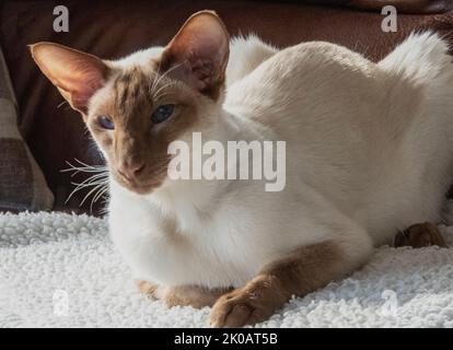 Cannelle point Siamese chat assis sur une couverture en polaire avec de beaux yeux bleus Banque D'Images