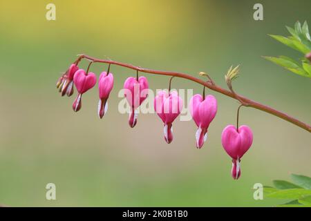 Coeur de saignement rose Dicentra spectabilis floraison au printemps. Les fleurs forment une rangée de coeurs roses. Banque D'Images