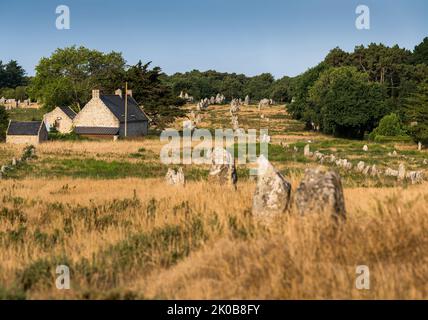 Pierres sur pied à Carnac, Bretagne, France, Europe. Banque D'Images