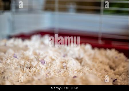 Petit animal déchiqueté matériel de literie à l'intérieur d'une cage. Banque D'Images