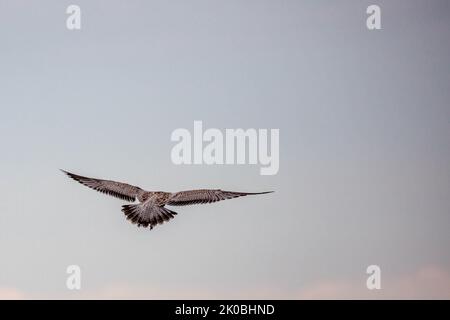 Guette à bec annulaire (Larus delawarensis) immature volant dans un ciel de couleur claire, horizontal Banque D'Images