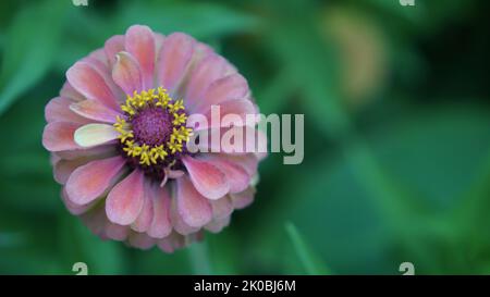 Pink Zinnia en fleur dans un jardin d'été. Banque D'Images