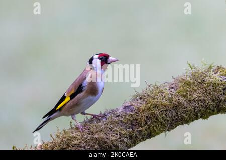 European Goldfinch [ Carduelis carduelis ] sur le bois de mousse Banque D'Images