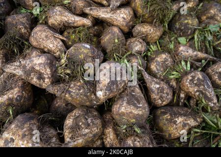 Melzingen, Allemagne. 09th septembre 2022. Les betteraves à sucre fraîchement récoltées se trouvent sur une montagne. Pour les pourcentages de sucre, l'importante campagne de betteraves commence ces jours-ci. Les betteraves à sucre seront transformées dans les usines jusqu'au début de l'année prochaine. Credit: Philipp Schulze/dpa/Alamy Live News Banque D'Images