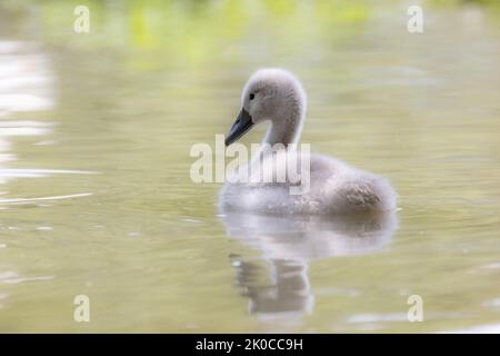 Muet cygnet cygnus olor avec réflexion à Abbotsbury swannery à Dorset, Royaume-Uni Banque D'Images