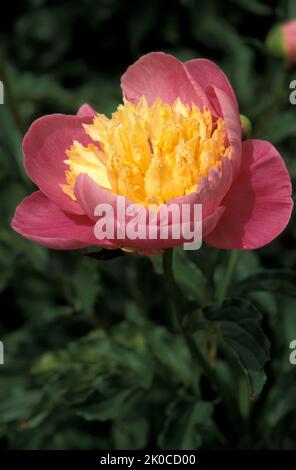 GROS PLAN D'UNE SEULE FLEUR DE PAEONIA 'GLOBE OF LIGHT'. Banque D'Images