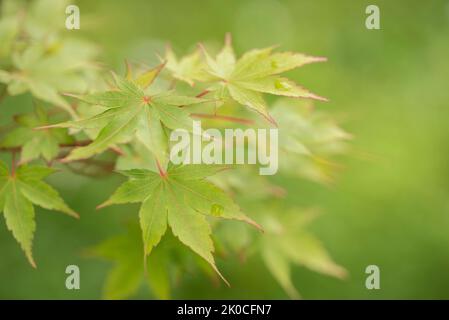 Gros plan de feuilles d'érable japonais dans des tons doux de vert de printemps Banque D'Images