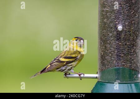 Siskin eurasien mâle [ Spinus spinus ] sur le mangeoire à graines du Niger Banque D'Images