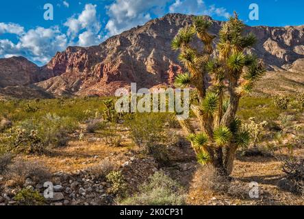 Joshua Tree, Beaver Dam Mountains Wilderness, vue depuis Cedar Pocket Road (route 1005), désert de Mojave, Arizona Strip, Arizona, États-Unis Banque D'Images