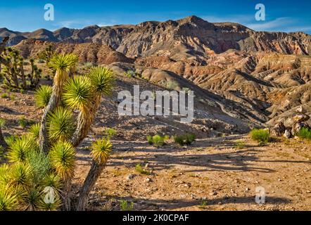 Joshua Tree, badlands dans la région sauvage des montagnes Beaver Dam, vue depuis Cedar Pocket Road (route 1005), désert de Mojave, Arizona Strip, Arizona, États-Unis Banque D'Images