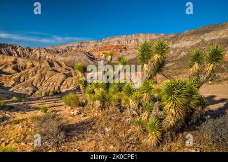 Joshua Trees, badlands dans Beaver Dam Mtns Wilderness, Cedar Pockets Wash in dist, coucher de soleil, Cedar Pocket Road, Mojave Desert, Arizona Strip, Arizona États-Unis Banque D'Images