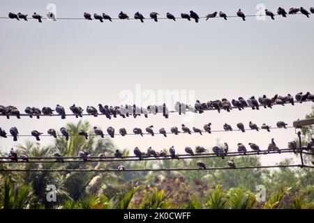 Les pigeons bleus se sont installés sur des fils électriques en grand nombre au Sri Lanka. Parc tropical en arrière-plan Banque D'Images