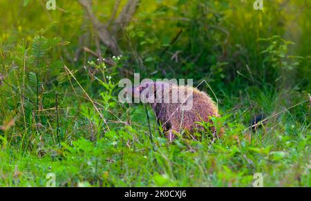 Petit prédateur, mammifère, Mongoose à col rayé, Urva vitticolla prowling avec espace de copie Banque D'Images