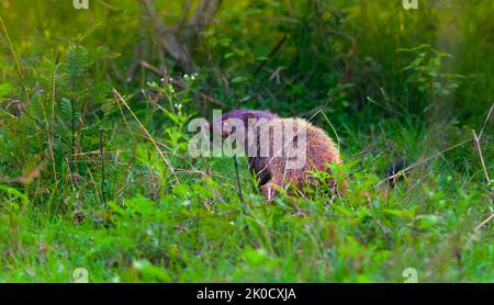 Petit prédateur, mammifère, Mongoose à col rayé, Urva vitticolla prowling avec espace de copie Banque D'Images