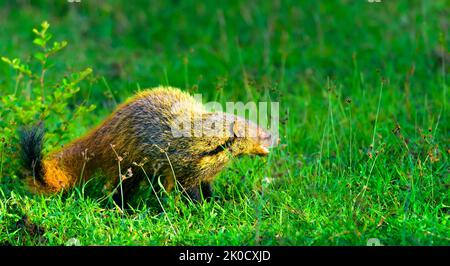 Petit prédateur, mammifère, Mongoose à col rayé, Urva vitticolla prowling avec espace de copie Banque D'Images