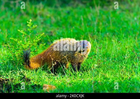 Petit prédateur, mammifère, Mongoose à col rayé, Urva vitticolla prowling avec espace de copie Banque D'Images