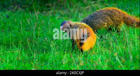 Petit prédateur, mammifère, Mongoose à col rayé, Urva vitticolla prowling avec espace de copie Banque D'Images