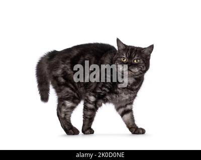 Fumée noire British Shorthair chat, debout des voies latérales dans la pose de crabe. Regarder vers l'appareil photo agacé. Isolé sur un fond blanc. Banque D'Images