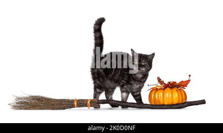 Black Smoke British Shorthair chat, debout sur les côtés avec queue vers le haut à côté d'un balai et fausse citrouille. Je ne regarde pas l'appareil photo. Isolé sur un coup Banque D'Images