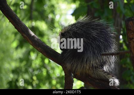 Grand porc-épic assis sur une branche d'arbre en été. Banque D'Images