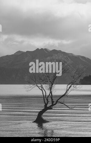 Magnifique arbre à l'intérieur du lac Wanaka, Nouvelle-Zélande. Banque D'Images