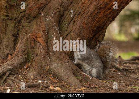 Écureuil gris du Royaume-Uni dans l'arbre pendant l'hiver, regardant la caméra Banque D'Images