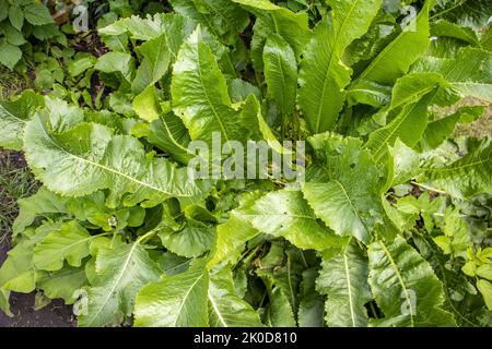 Vue de dessus de la forêt de raifort en gros plan. Arrière-plan des feuilles de raifort vert. Banque D'Images