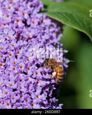 Abeille sur Rudbeckia Banque D'Images