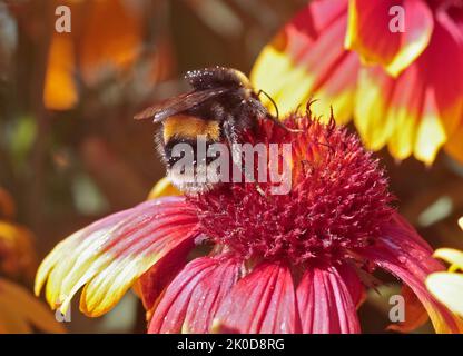 Bumble Bee sur Gaillardia Arizona Sun Banque D'Images