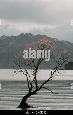 Magnifique arbre à l'intérieur du lac Wanaka, Nouvelle-Zélande. Banque D'Images