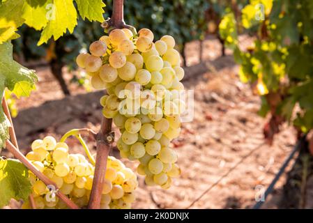 Raisins Vermentino. Grappes de raisins blancs aux baies mûres prêtes pour la récolte. Agriculture traditionnelle. Sardaigne. Banque D'Images