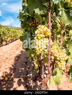 Raisins Vermentino. Grappes de raisins blancs aux baies mûres prêtes pour la récolte. Agriculture traditionnelle. Sardaigne. Banque D'Images