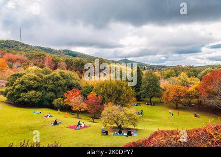 Crafers, Australie méridionale - 1 mai 2022 : jardin botanique de Mount Lofty avec des gens qui pique-niquent un jour pendant la saison d'automne Banque D'Images