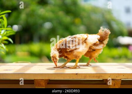 2 poussins 1-2 mois hybride Rhode Island Red sont debout sur une table de jardin en bois le matin avec la lumière du soleil. Banque D'Images