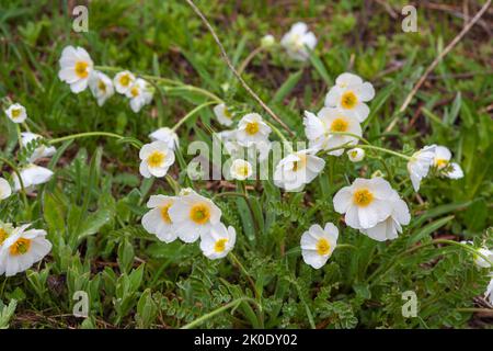 Avens de montagne (Dryas octopetala) sur le Col de Lauterets, Hautes-Alpes, France Banque D'Images