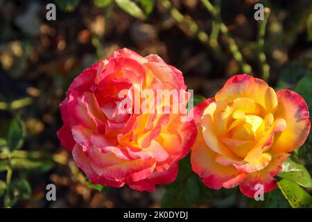 Pullman Orient express tête de fleur d'une rose à de Guldemondplantsoen Rosarium à Boskoop aux pays-Bas Banque D'Images