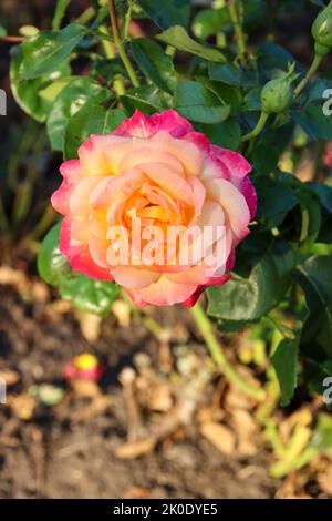 Pullman Orient express tête de fleur d'une rose à de Guldemondplantsoen Rosarium à Boskoop aux pays-Bas Banque D'Images