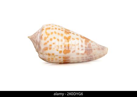 Image de conus tessulatus, nom commun le cône à facettes, est une espèce d'escargot de mer, un mollusque de gastropodes marin de la famille des Conidae. Ani sous-marin Banque D'Images