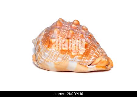 Image d'un coquillage orange cassis cornuta sur fond blanc. Animaux sous-marins. Coquillages. Coque de casque à cornes. Banque D'Images