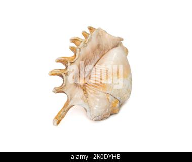 Image du conc d'araignée millipede (Lambis millepeda) isolé sur fond blanc. Escargot de mer. Animaux sous-marins. Coquillages. Banque D'Images