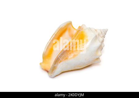 Image de la coquille marine de strombus alatus, le conch combattant de Floride, est une espèce d'escargot de mer de taille moyenne, d'eau chaude, un mollusque de gastropodes marins. Banque D'Images