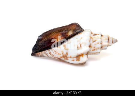 Image du canarium urceus est une espèce d'escargot de mer, un mollusque gastéropode marin de la famille des Strombidae, les véritables conchs isolés sur fond blanc. Banque D'Images