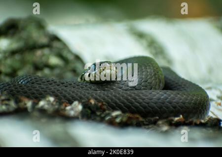 Un grand serpent d'herbe courbé dans un anneau, gros plan reptile animal Banque D'Images