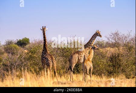 Girafes, Savuti, Botswana Banque D'Images
