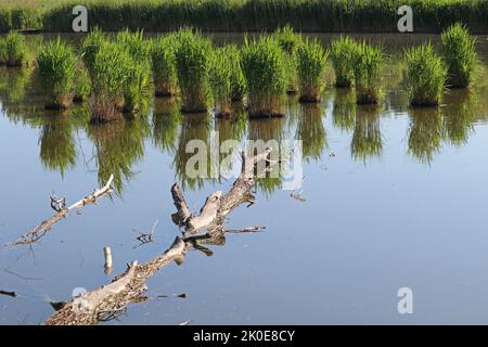 Vue sur le lac, surcultivé avec des roseaux. Le tronc d'un vieux arbre se trouve dans l'eau Banque D'Images