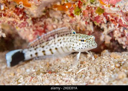 Un sandperch blanc moucheté repose sur le fond de sable blanc d'un récif tropical aux Fidji, à la recherche de petits crabes et d'autres proies. Banque D'Images