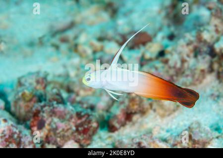 Un pull à capuche coloré, mais timide, de goby de feu juste à l'extérieur de son coin souterrain à la recherche de son compagnon sur un récif tropical à Fidji. Banque D'Images