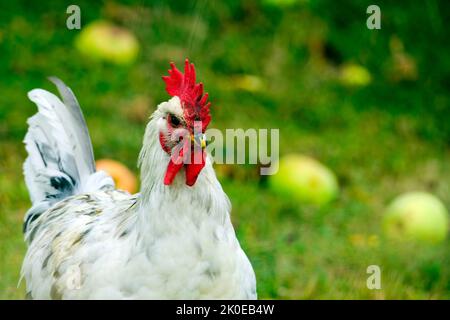 DEU, Deutschland, Nordrhein-Westfalen, Ruhrgebiet, Essen, 09.09.2022: ein Hahn auf einer Obstwiese in einem Garten im Essener Sueden Banque D'Images