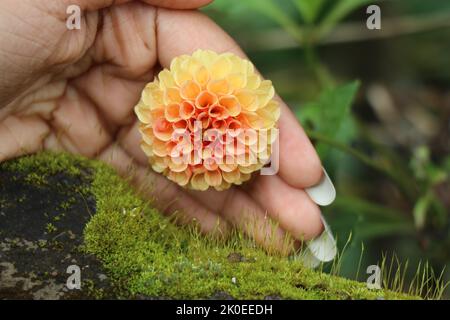 Orange et jaune mélange dahlia fleur en fleurs, concept de protéger les fleurs montré en tenant la fleur dans de belles mains sur fond de nature Banque D'Images