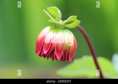 Macro d'un beau bourgeon de fleurs de dahlia prêt à fleurir sur un fond vert naturel Banque D'Images